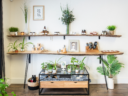 Ivy + Oak Salon beautiful display of organic gifts on live edge wood shelves full of plants